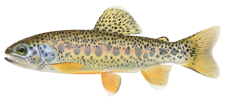 Figure 6f_Rio San Lorenzo trout (la sidra).png